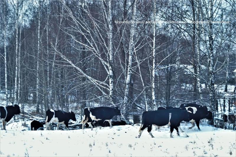 Одичавшие коровы в Чернобыльской зоне сбились в стада / facebook.com/zapovidnyk2018
