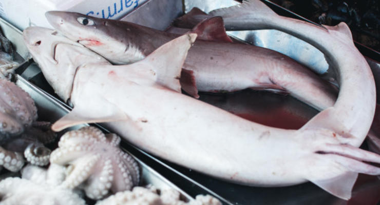 Популяции акул и скатов за полвека сократились на 71%