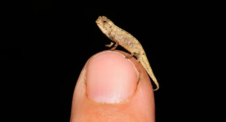Найдена самая маленькая рептилия в мире - нано-хамелеон