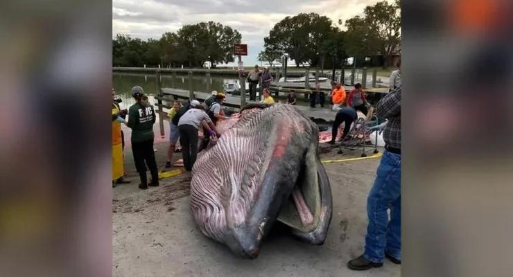 На берег Флориды выкинуло тушу кита неизвестного вида