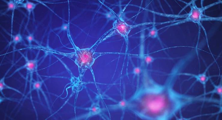 Восстанавливаются ли нервные клетки: Есть ответ