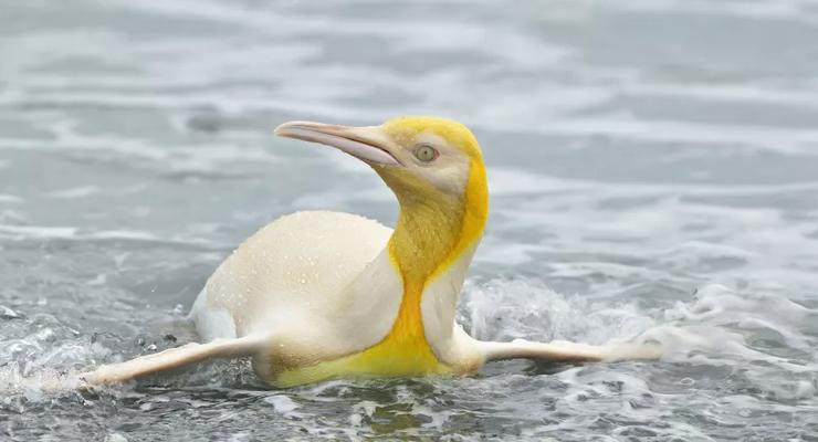 На острове Южная Георгия нашли желтого пингвина