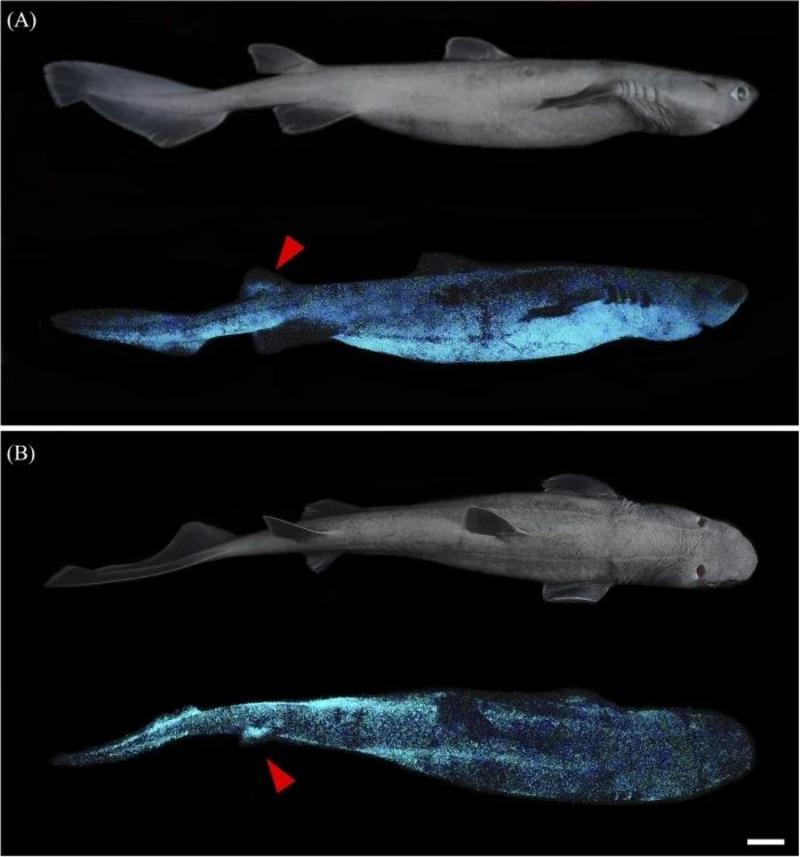 Впервые найден самый большой вид светящихся акул в мире / Mallefet