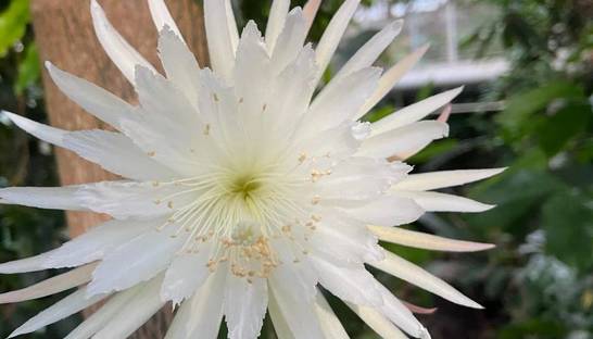 Видео дня: Цветение редчайшего лунного цветка засняли на камеру
