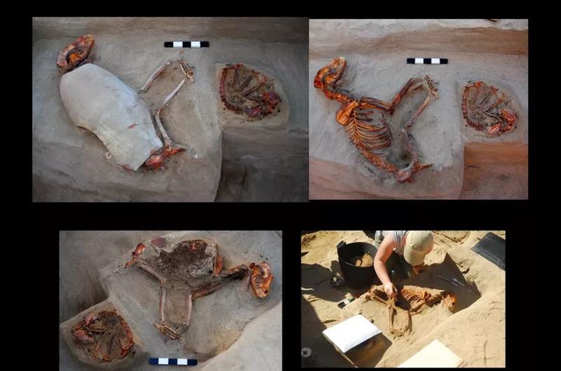 В Египте обнаружено старейшее кладбище домашних животных / Марта Осипинская