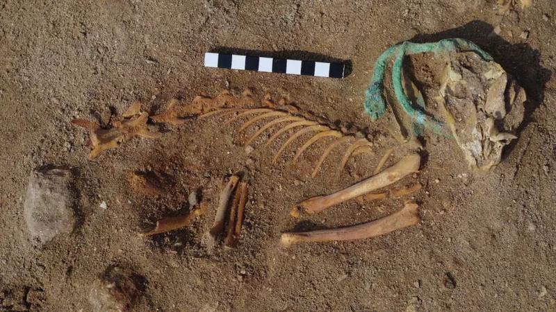 В Египте обнаружено старейшее кладбище домашних животных / Марта Осипинская