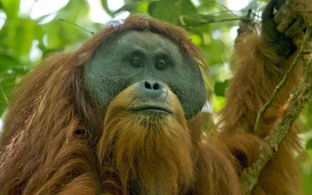 Самая редкая большая обезьяна на Земле может скоро исчезнуть - Техно  bigmir)net