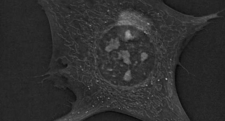 Новый метод микроскопии показывает вращающееся ядро &#8203;&#8203;клетки
