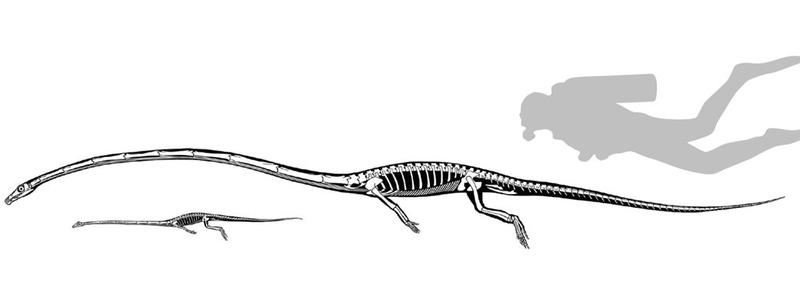 Ученые раскрыли секрет древней рептилии со слишком длинной шеей / Current Biology