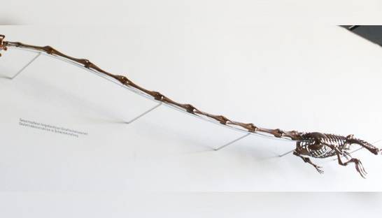 Ученые раскрыли секрет древней рептилии со слишком длинной шеей