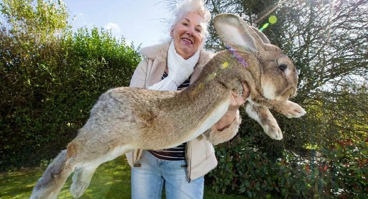 Самый большой в мире кролик пропал, предположительно украден