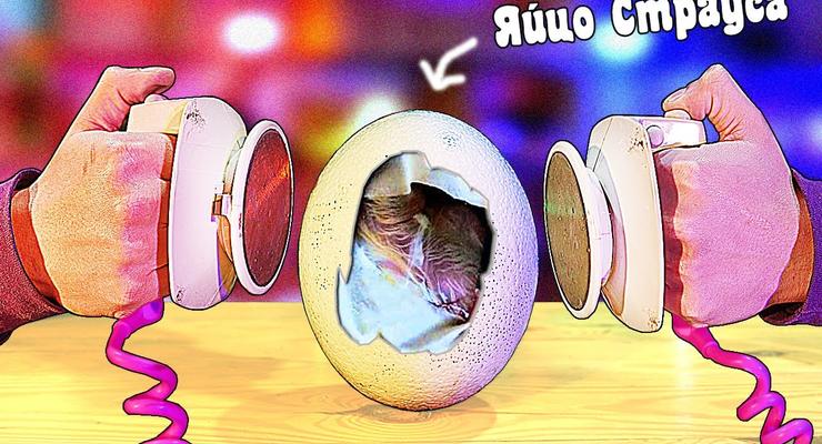 Что если дефибриллировать яйцо страуса: Эксперименты