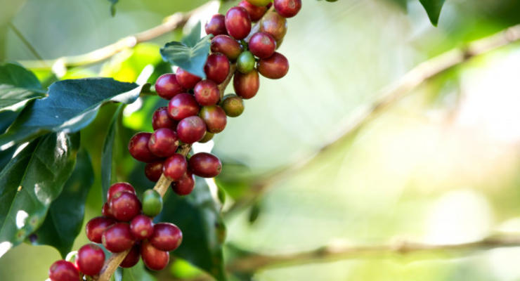 Ученые открыли дикие виды кофе, которые могут спасти культурные сорта