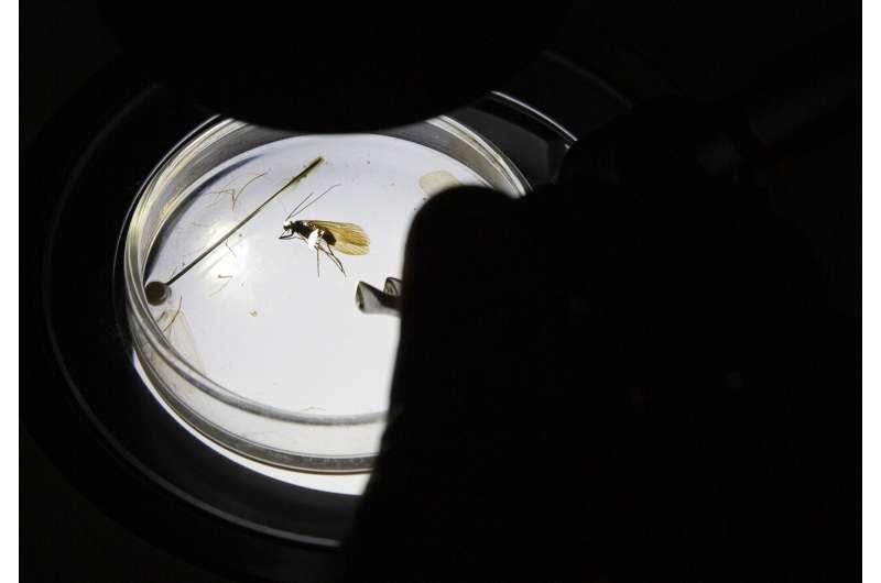 Новый вид насекомого в Европе назвали в честь коронавируса / Visar Kryeziu