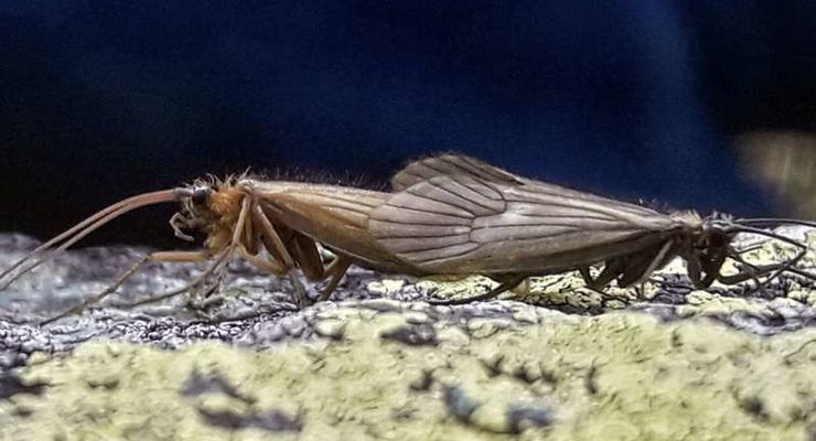 Новый вид насекомого в Европе назвали в честь коронавируса