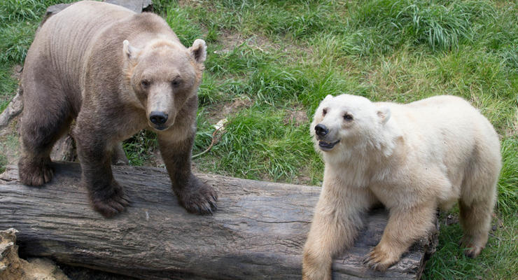 Пизли: По Арктике бродят странные гибриды медведей