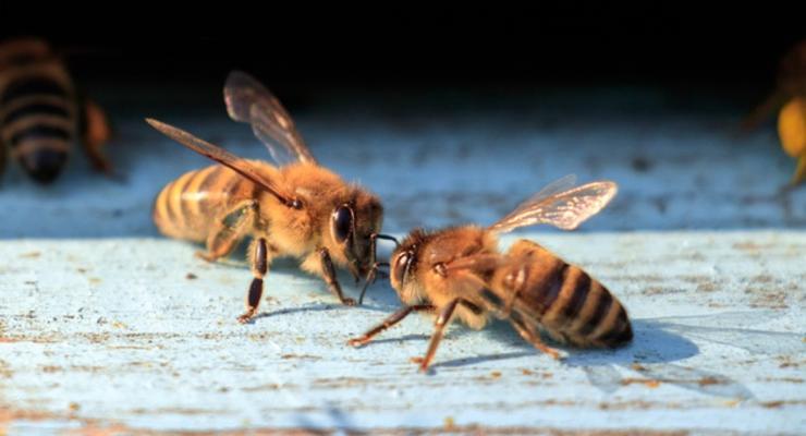 Пчел научили распознавать COVID-19 за считанные секунды