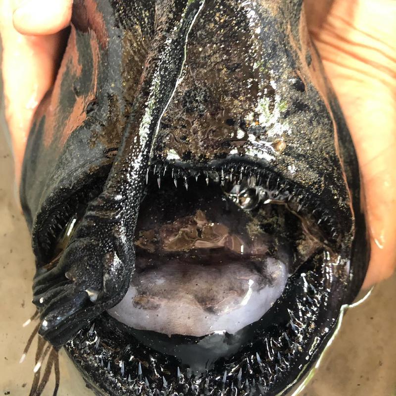 Глубоководную рыбу с фонарем на голове таинственным образом вымыло на берег