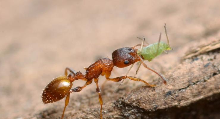 Паразит дарует муравьям вечную молодость, но есть и темная сторона