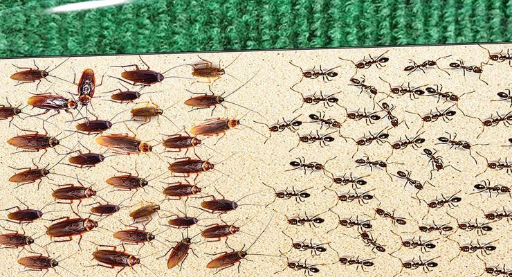 1000 тараканов против 1000 муравьев: Эксперименты