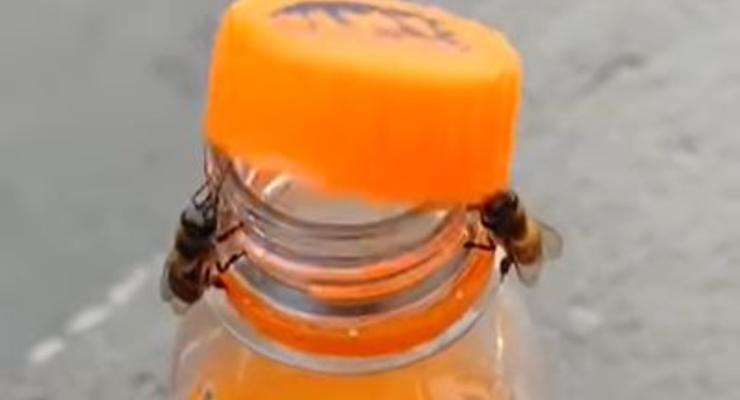 Видео дня: Пчелы открутили крышку бутылки, чтобы добраться до напитка