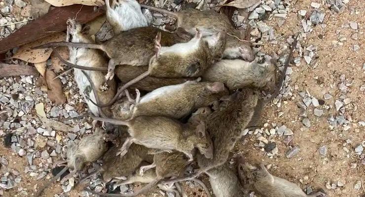 Хуже пандемии: Австралию атаковали полчища мышей