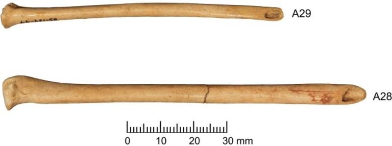 Найдены самые старые инструменты для нанесения тату / Archaeol Sci Rep