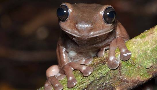 Шоколадная лягушка: Найден новый вид земноводных