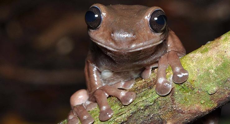 Шоколадная лягушка: Найден новый вид земноводных