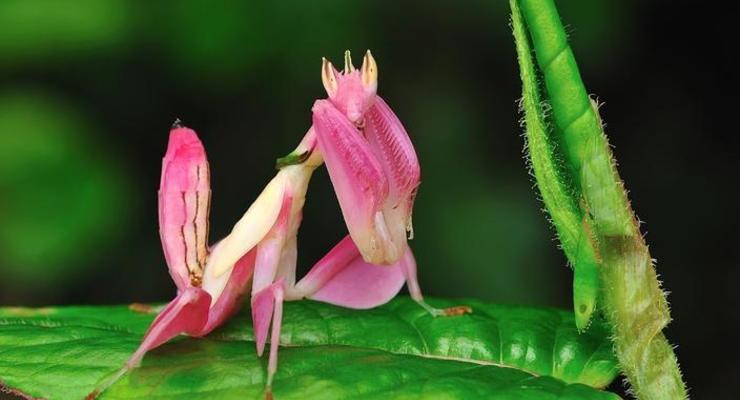 Как ухаживать за орхидейным богомолом: Советы