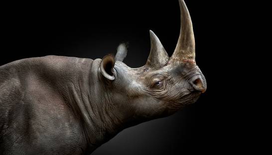 Сюрреализм и креативность: Лучшие фото Siena Creative Photo Awards 2021