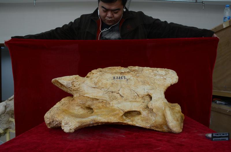 Новое ископаемое: Найдено крупнейшее наземное млекопитающие / Тао Дэн