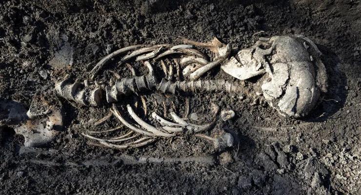 В Швеции обнаружены скелеты младенцев-близнецов викингов