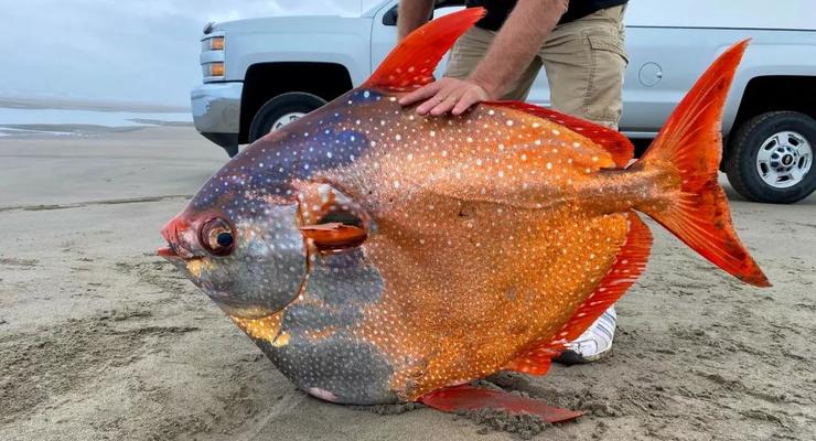 45-килограммовую рыбу-луну выкинуло на пляж в США
