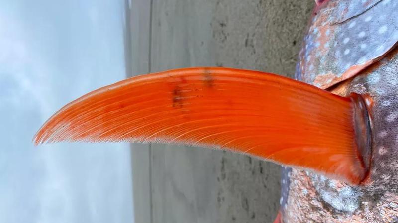 45-килограммовую рыбу-луну выкинуло на пляж в США / SeasideAquarium