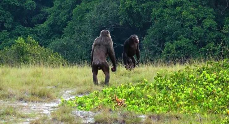 Планета обезьян: Шимпанзе пошли войной на горилл