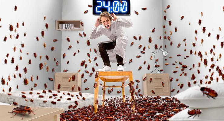 24 часа в комнате с 10 000 тараканов: Эксперименты