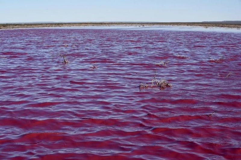 В Аргентине лагуна окрасилась в ярко-розовый цвет, но виновата не природа / AFP