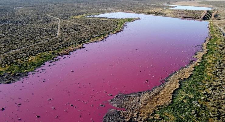 В Аргентине лагуна окрасилась в ярко-розовый цвет, но виновата не природа