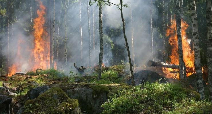Интересный факт дня: Дым лесных пожаров хуже других загрязнителей воздуха