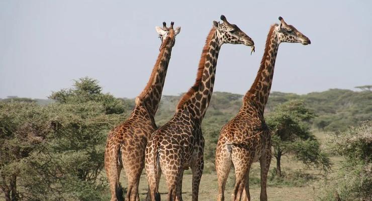 У жирафов нашли очень сложную социальную жизнь