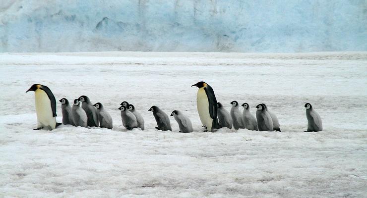 Ученые: Императорские пингвины могут исчезнуть уже в этом веке