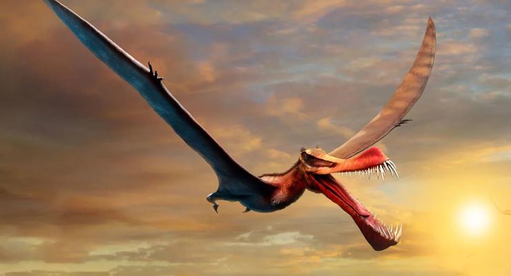 Настоящий дракон: Найдена крупнейшая летающая рептилия Австралии