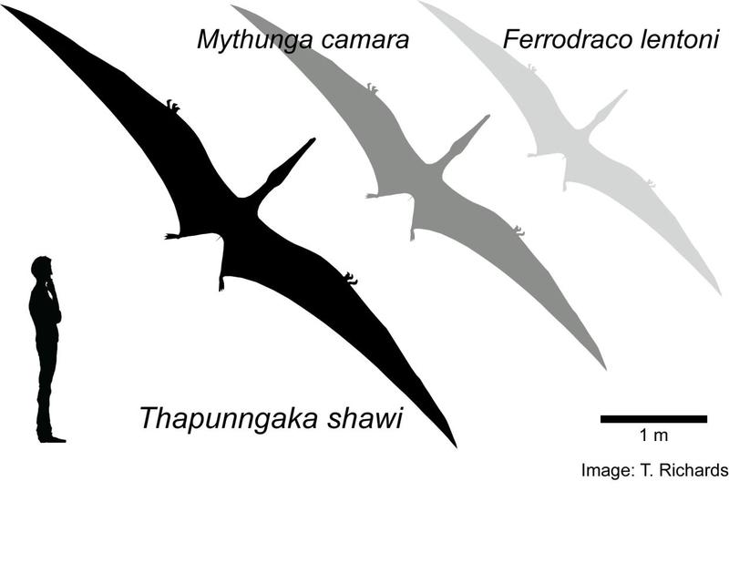 Настоящий дракон: Найдена крупнейшая летающая рептилия Австралии / Тим Ричардс