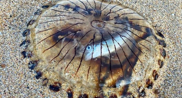 Фото дня: Рыба застряла внутри полупрозрачной медузы