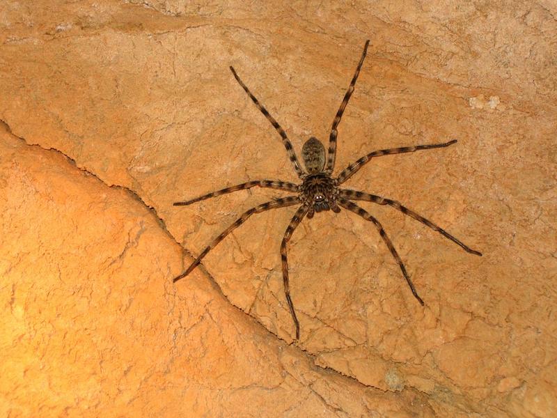 Интересный факт дня: Самый большой паук живет в Австралии / Pixabay