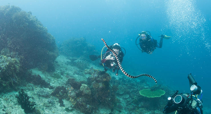 Сексуально разочарованные морские змеи пристают к аквалангистам
