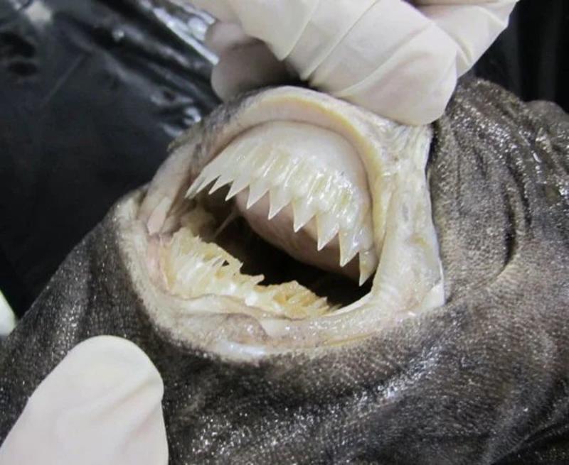 У неуловимой зубатой акулы оказалась очень странная диета / Flickr