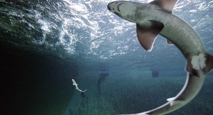 Дева-акула: Впервые зафиксирован случай рождения акуленка без самца