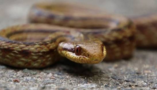 Радиоактивные змеи могут помочь ученым отследить последствия Чернобыля